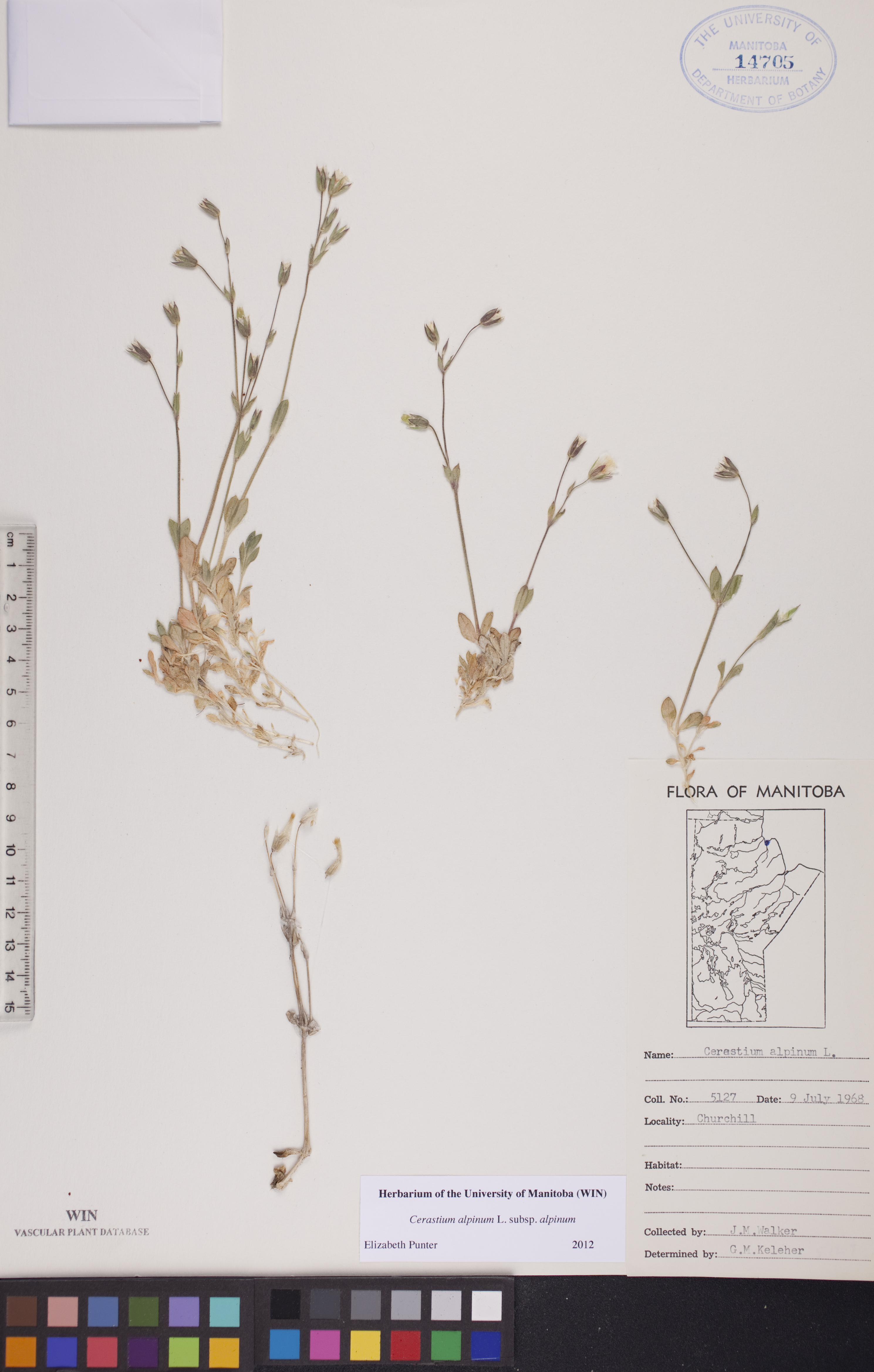 Cerastium alpinum subsp. alpinum image